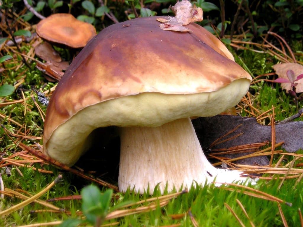 Le cèpe de bordeaux, faisant partie de la famille des bolets, est un très bon champignon comestible.