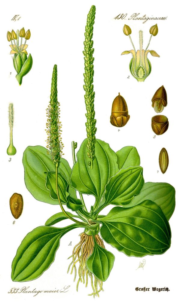 Illustration du grand plantain comestible
