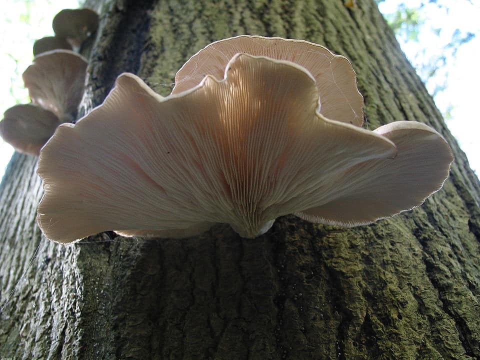 Le pleurote en huitre est un champignon comestible assez facile à reconnaître.