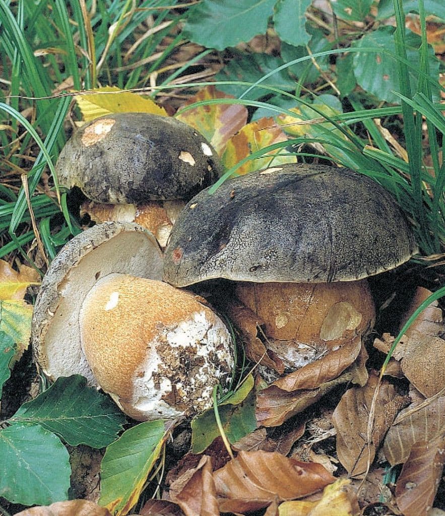 Le cèpe bronzé est un très bon champignon comestible. 