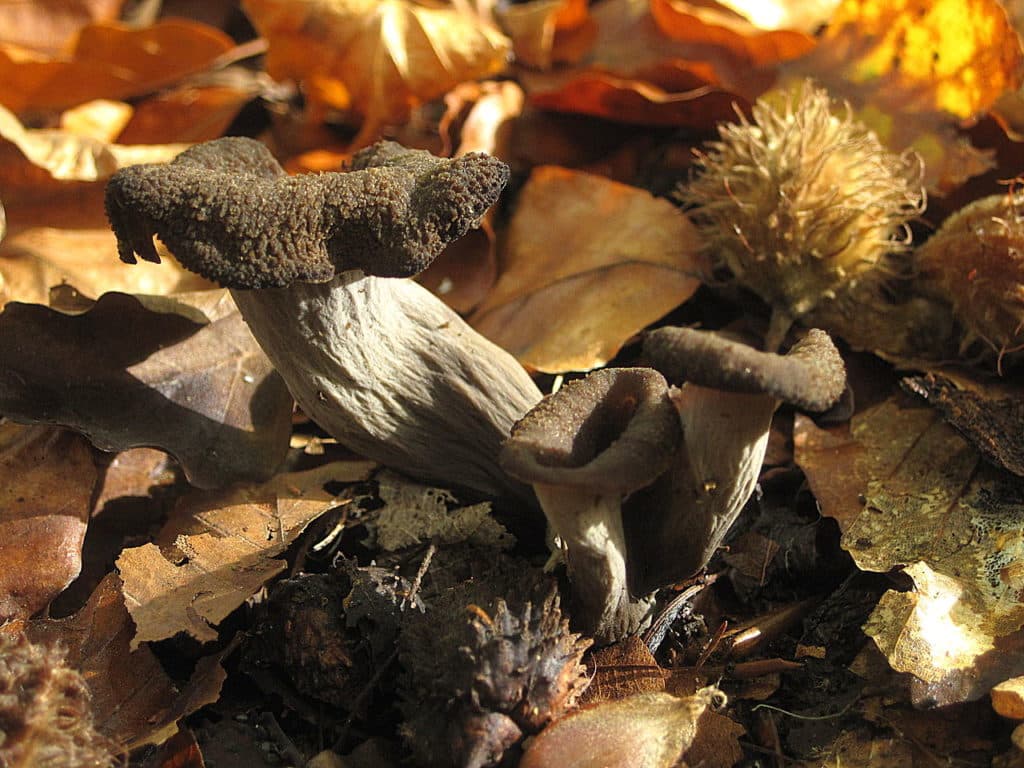 La trompette de la mort est l'un des champignons comestibles les plus faciles à identifier