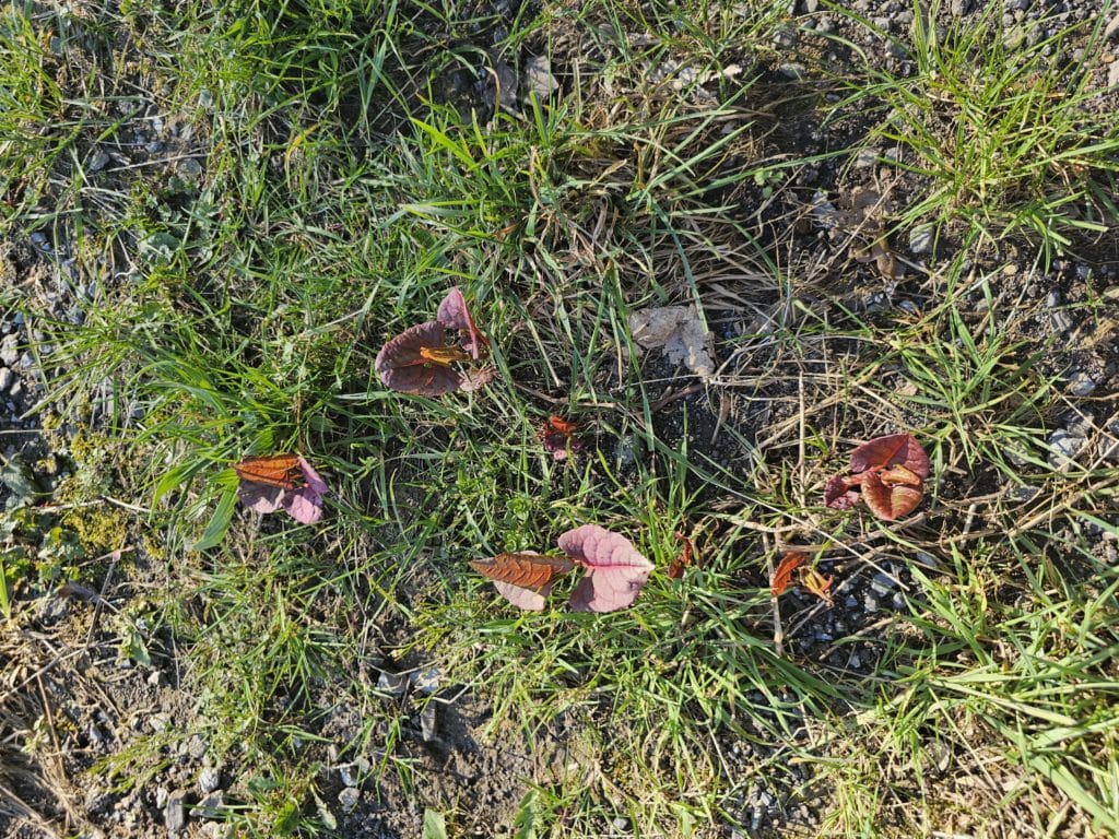 Jeunes feuilles rougeâtres de renouée du japon.